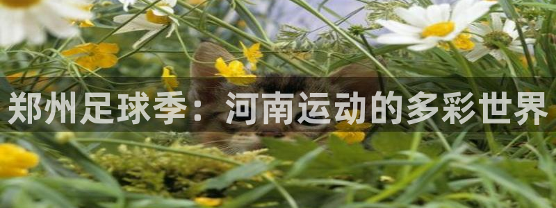郑州足球季：河南运动的多彩世界